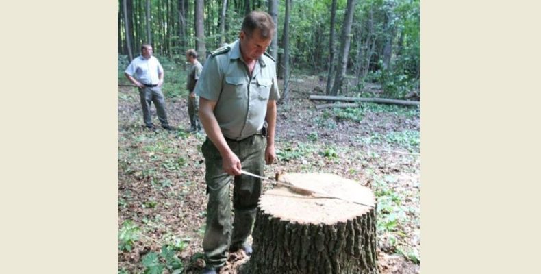 Лісокрадії – головний біль екологів, громадськості та лісівників
