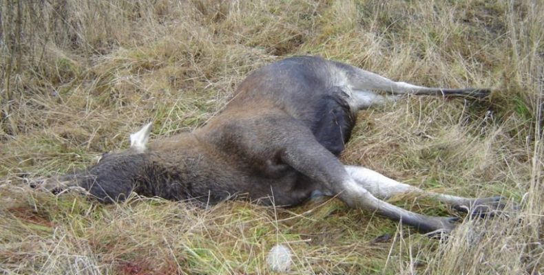 Чернігівські судді знищують віру людей у справедливість