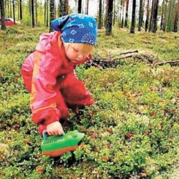 Ягід стали збирати більше на Чернігівщині, ніж у минулі роки