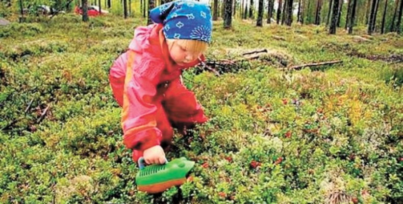 Ягід стали збирати більше на Чернігівщині, ніж у минулі роки