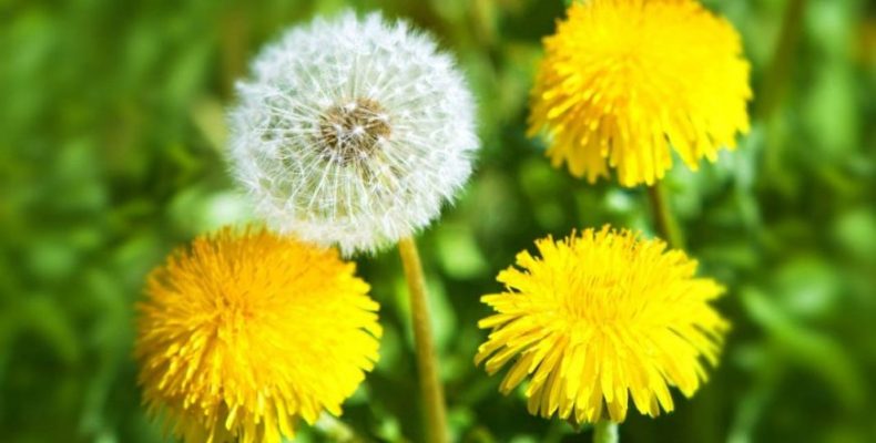 Літературні читання вихідного дня