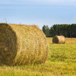 Продукція з Карпат може надходити аж до Арабських Еміратів