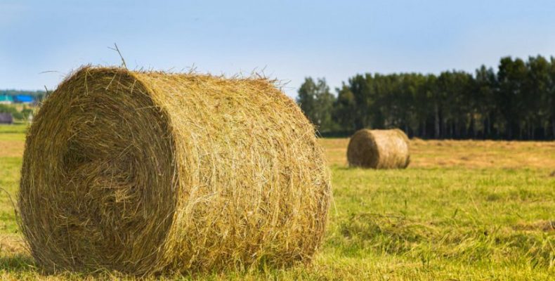 Продукція з Карпат може надходити аж до Арабських Еміратів