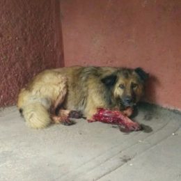 Врятувати пса просять волонтери з Чернігова