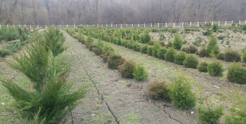 Лісівники пропонують до реалізації декоративний садивний матеріал