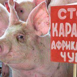 І знову на Чернігівщині — африканська чума