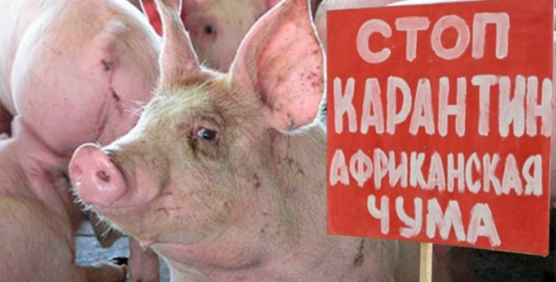 Новий випадок африканської чуми на Чернігівщині