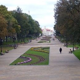 Квіти з клумб крадуть у Чернігові