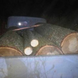 Вирубили незаконно 11 дубів — завдали збитків на 60 тис. грн
