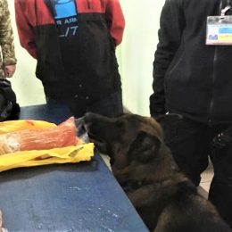 Пес Ральф продемонстрував свою кмітливість на наркотики