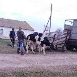Наслідки минулорічних дій рейдерів — тварини помирають у муках!