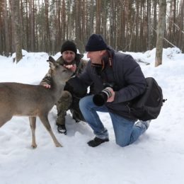 Чернігівщина: Дика косуля стала як свійська