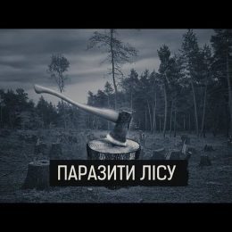 За незаконну рубку лісу підвищені штрафи і можна сісти до в`язниці