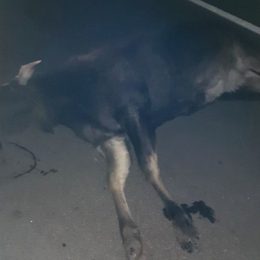 Лосиха зіткнулася з автомобілем: водій — у лікарні, тварина померла