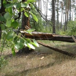 Проблема. Звалені буревієм дерева не можна прибрати. Відео