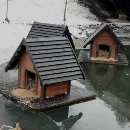 На Водохреща для диких пташок у Чернігові зробили подарунок