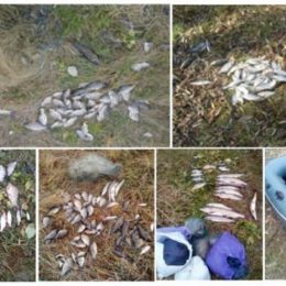 На Чернігівщині браконьєри наловили риби на 17 тис. грн