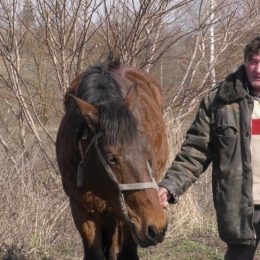 «Не поміняю Малиша ні на який трактор»