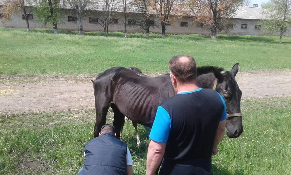 На Дніпропетровському кінному заводі ледве виживають кобили з лошатами