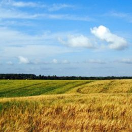 За втручання прокурора звільнено самовільно зайняті 20 га сільгоспугідь