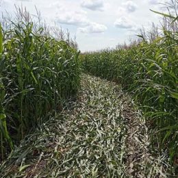 Поліція зловмисників ловить, а прокуратура відпускає