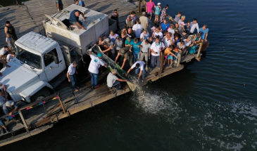 Короп, амур і товстолоб: як на Чернігівщині рятують водойми