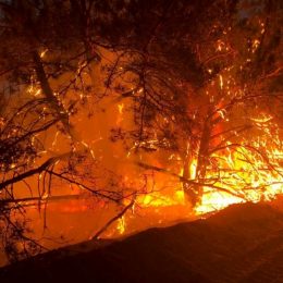 На Чернігівщині показали Путіну як потрібно гасити ліси