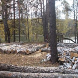 25 тисяч —за незаконну вирубку 45 дерев