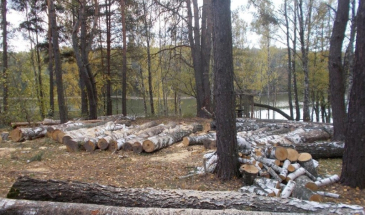 «Чорного» лісоруба засуджено на 3 роки