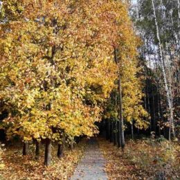 У Городні на Чернігівщині відновлюють дендропарк