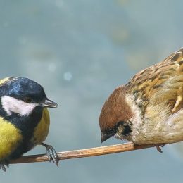 До 9 градусів морозу на Чернігівщині обіцяють синоптики