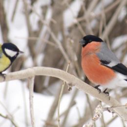 Про годування птахів взимку розповів директор парку «Ялівщина»