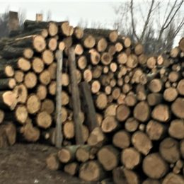 Ревізори і куратори: що чекає лісову галузь Чернігівщини?