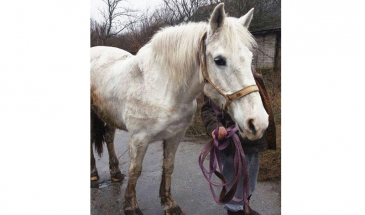 Як на Чернігівщині поліцейські шукали викраденого коня