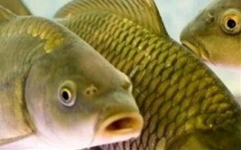 Какие ноздри у рыб. Ноздри у рыб. Ноздри у карася. Ноздри у рыб фото. Зачем рыбам ноздри.