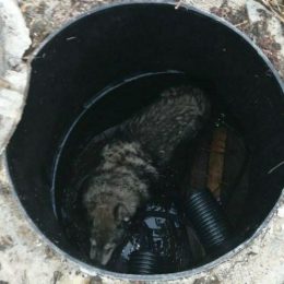 Врятували собаку, який впав у відкриту шахту