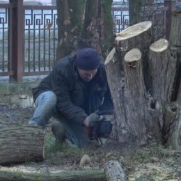 Чи можна самовільно пиляти дерева на прибудинковій території?