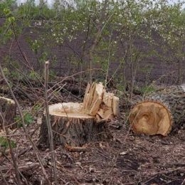 18 сосен спиляли без дозволу у лісі в 20 км від Чернігова