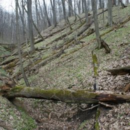 Про корисні властивості мертвої деревини розповіли у Чернігові