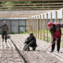 Лісові культури вирощують в урочищі «Базарщина»