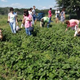 Полуничний рай сім’ї Василенків