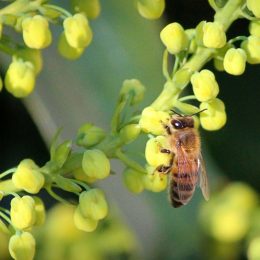 Рослина, яка корисна для бджіл, птахів і людей