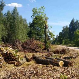 800 лісових дерев на 2,5 млн грн незаконно випиляли на Чернігівщині
