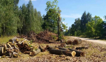 800 лісових дерев на 2,5 млн грн незаконно випиляли на Чернігівщині