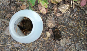 У парку «Ялівщина» врятували червонокнижних кажанів