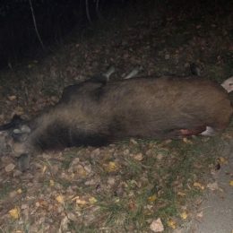 У ДТП на Чернігівщині загинула червонокнижна тварина