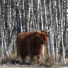 Поліська красуня знайшла спільну мову з шотландським биком