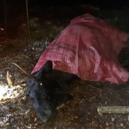 На Чернігівщині врятували лося, який впав у п`ятиметрову яму