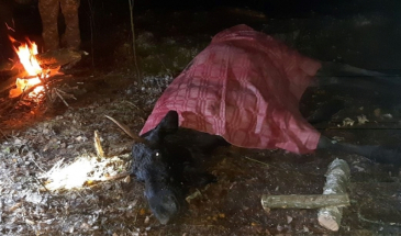 На Чернігівщині врятували лося, який впав у п`ятиметрову яму