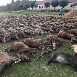 Було вбито понад 500 тварин всього за два дні